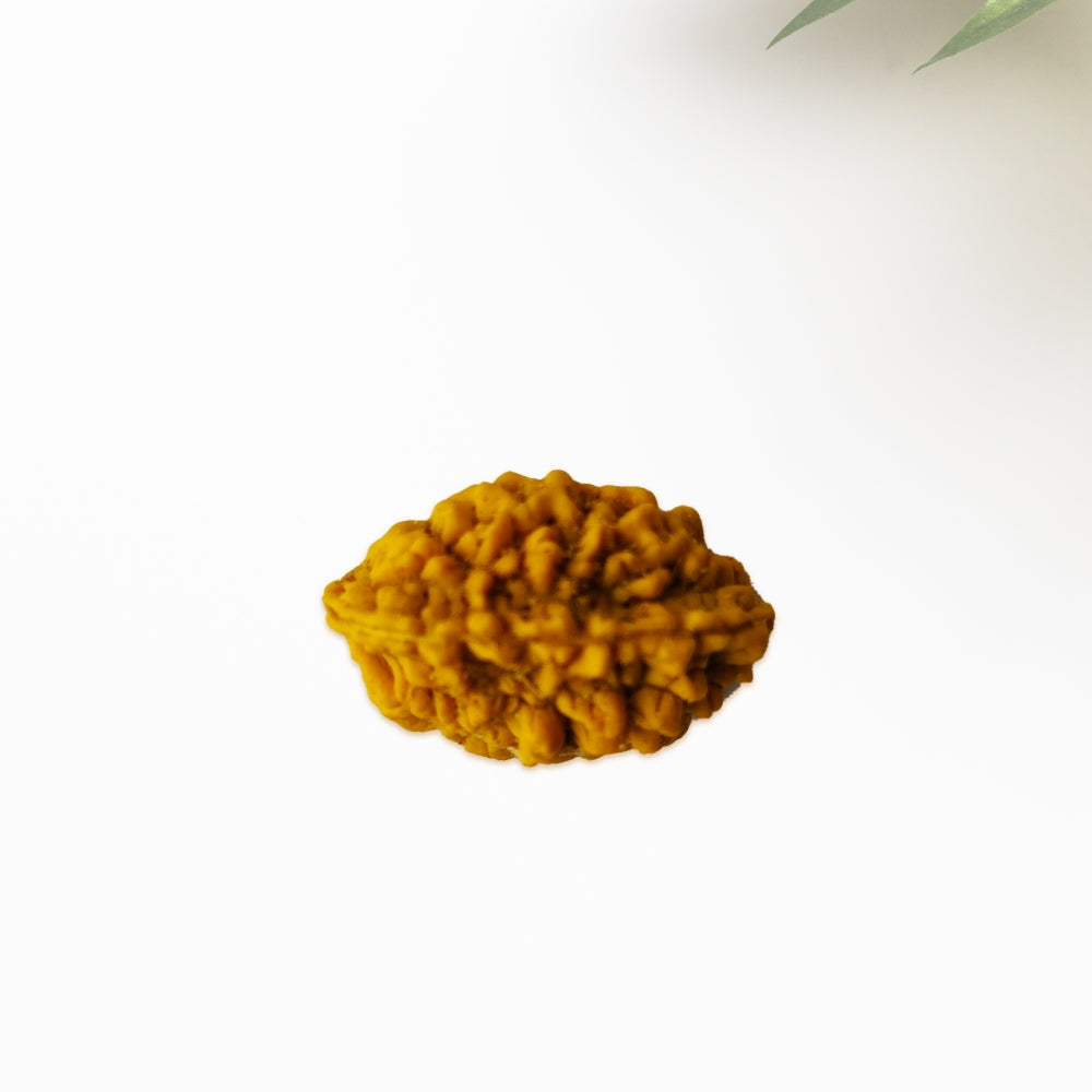 2 Mukhi Rudraksha | BR Emporium | Om Namah Shivaya