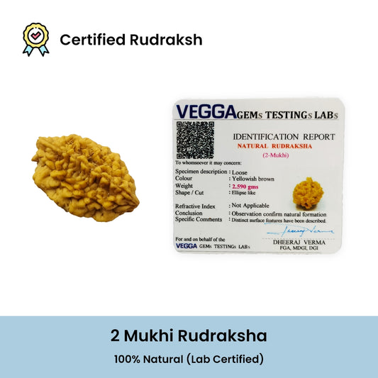 2 Mukhi Rudraksha | BR Emporium | Om Namah Shivaya