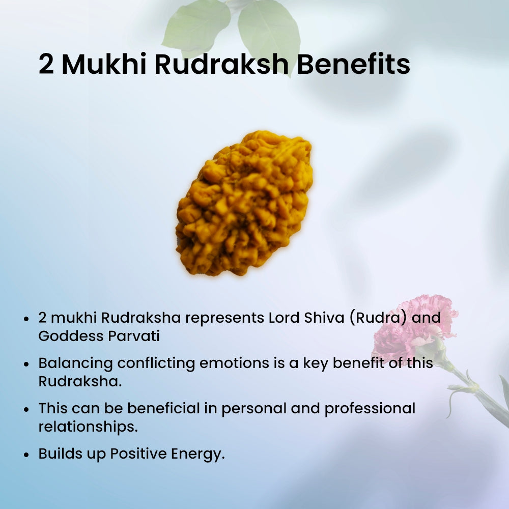 2 Mukhi Rudraksha | BR Emporium | Om Namah Shivaya