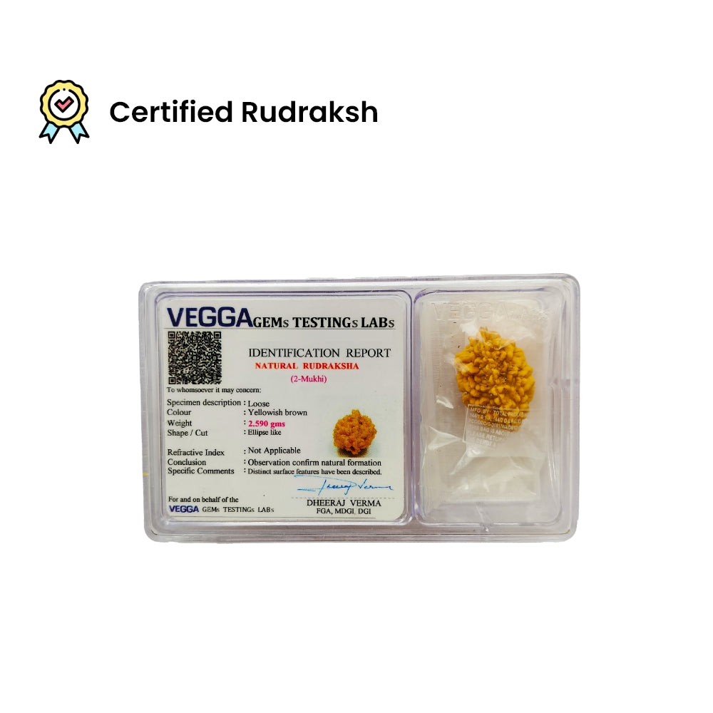 2 Mukhi Rudraksha | BR Emporium | Om Namah Shivaya