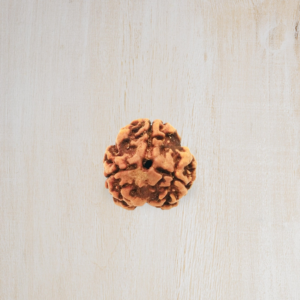 3 Mukhi Rudraksha – Agni Dev Karma Cleansing Bead | BR Emporium | Om Namah Shivaya