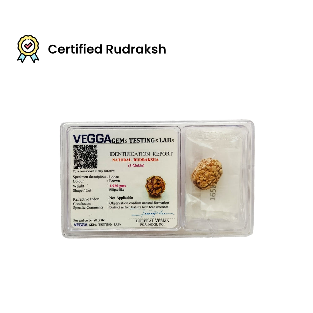 3 Mukhi Rudraksha – Agni Dev Karma Cleansing Bead | BR Emporium | Om Namah Shivaya