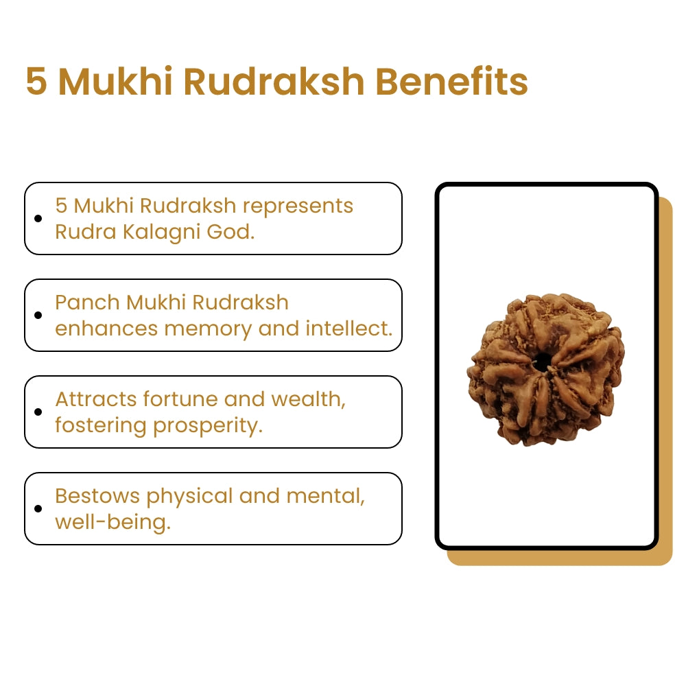 5 Mukhi Rudraksha – Kalagni Rudra Wellness Bead | BR Emporium | Spiritual Energy