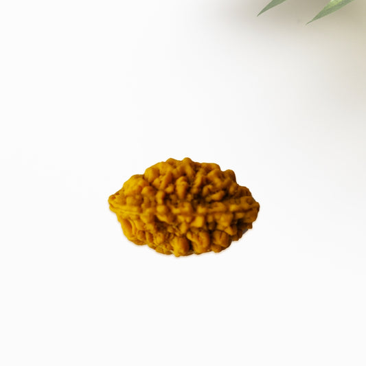 2 Mukhi Rudraksha | BR Emporium | Om Namah Shivaya