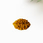 2 Mukhi Rudraksha | BR Emporium | Om Namah Shivaya