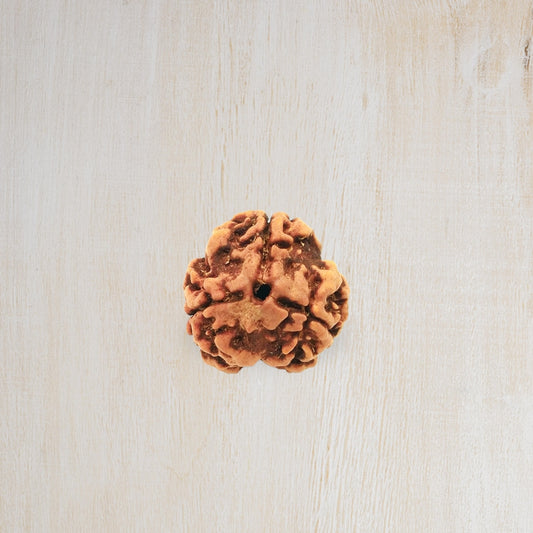 3 Mukhi Rudraksha – Agni Dev Karma Cleansing Bead | BR Emporium | Om Namah Shivaya