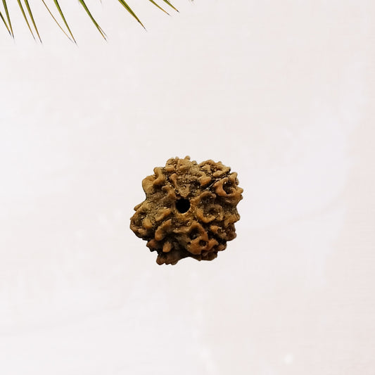 4 Mukhi Rudraksha – Lord Brahma Knowledge Bead | BR Emporium | Shiva’s Blessing