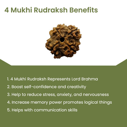 4 Mukhi Rudraksha – Lord Brahma Knowledge Bead | BR Emporium | Shiva’s Blessing